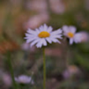 Meet your Posher, Arriana